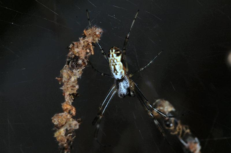 Argiope_protensa_D3567_Z_75_Mt Florence station_Australie.jpg